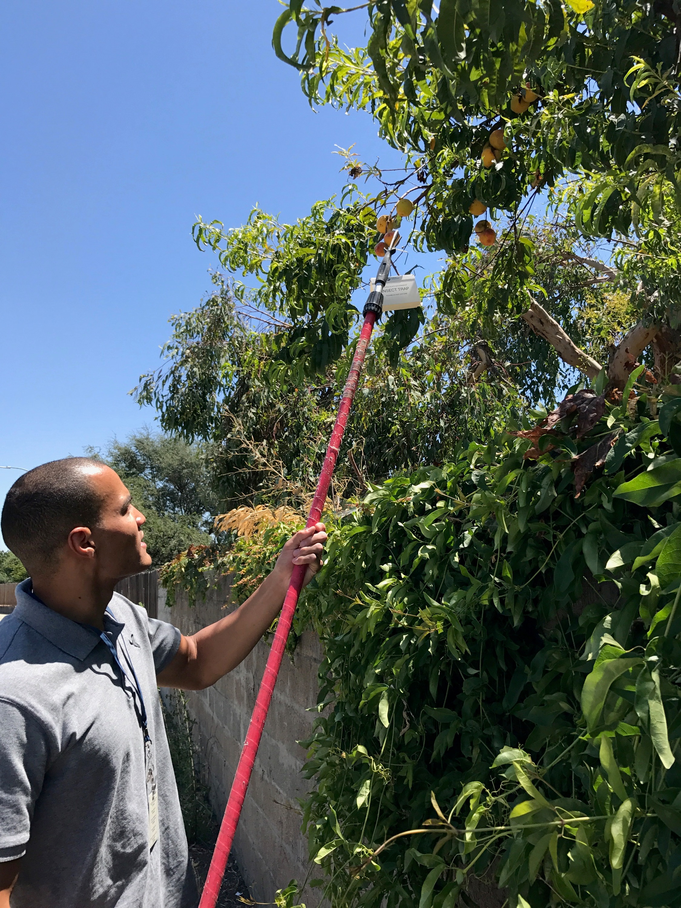 Man checking for Pests in fruit trees
