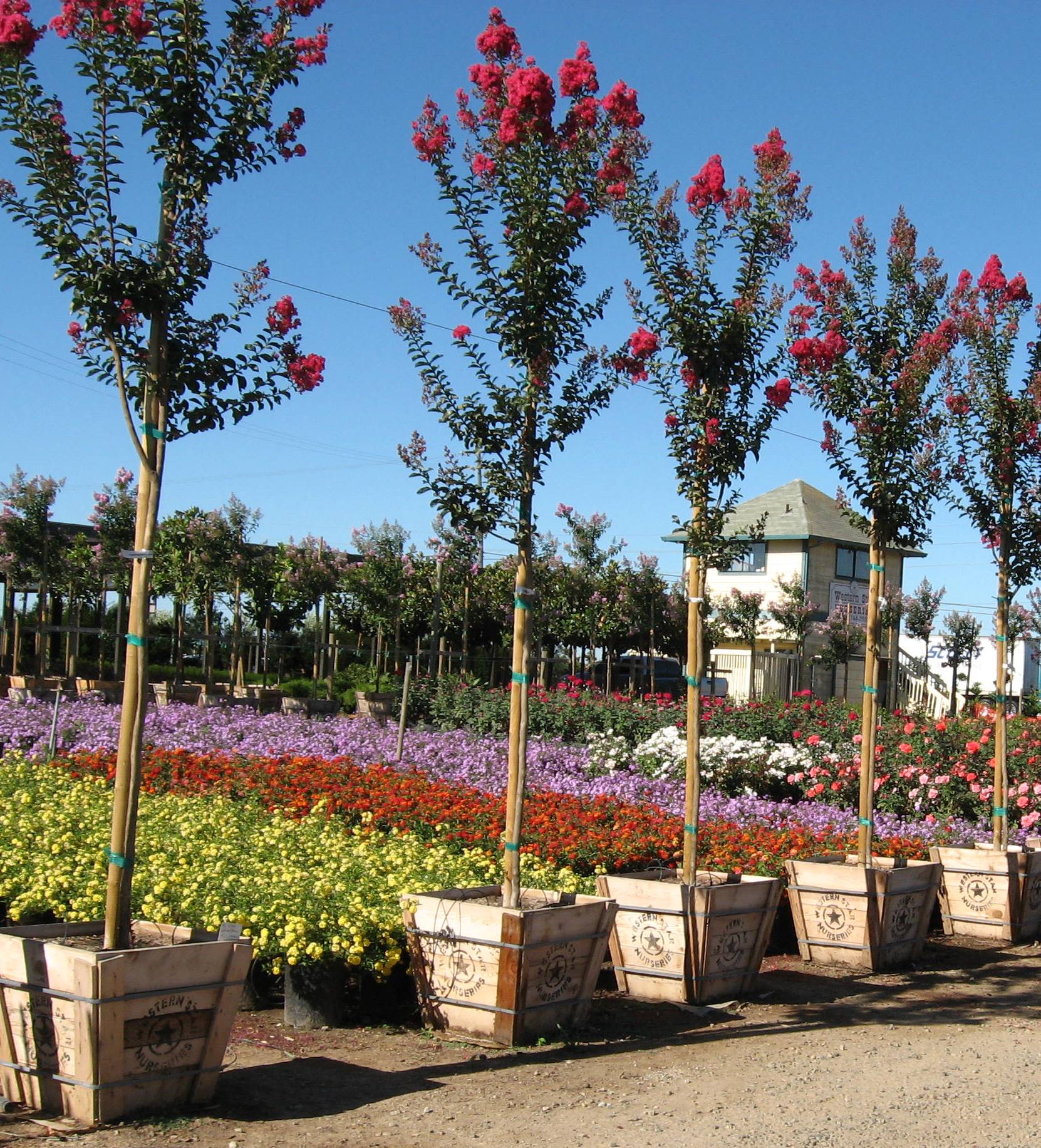 trees and plants in a nursery