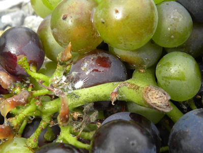 mealy bugs in grape cluster