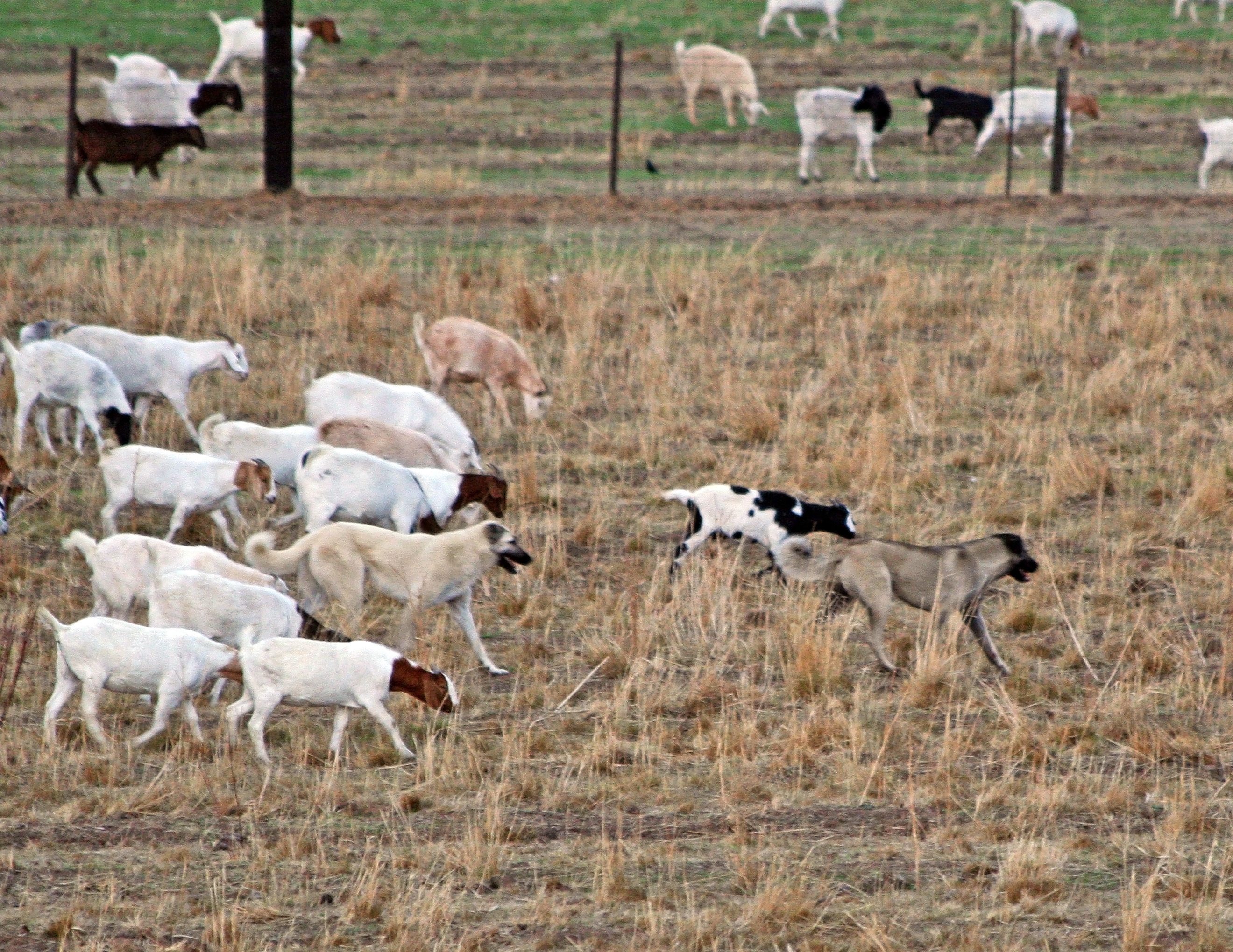 Goats and dogs in a field
